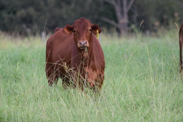 Stanford Heifer